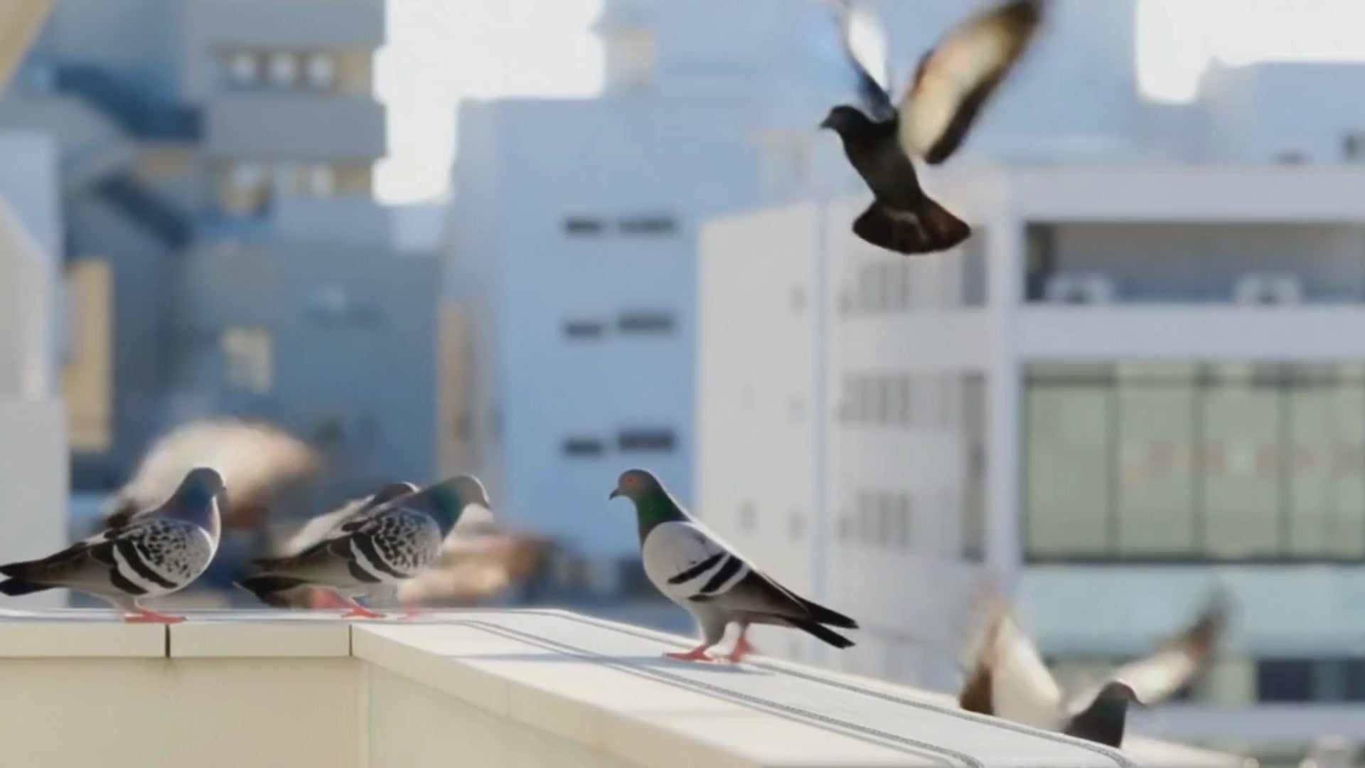 Load video: 